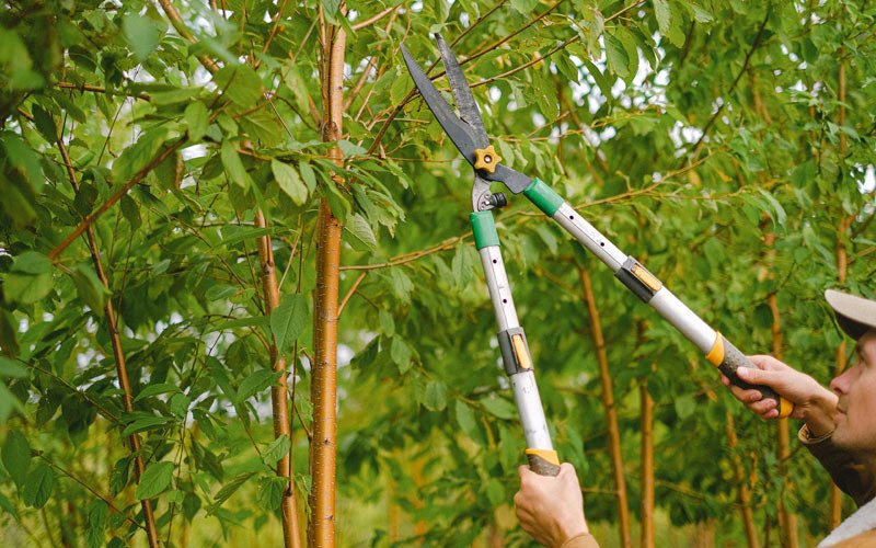 Tree trimming in Lakota, IA