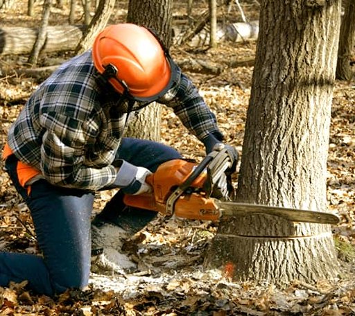 Tree Removal in Lakota, IA